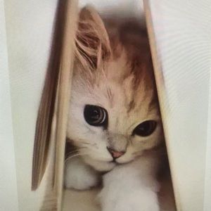 Meet your Posher, Jamie